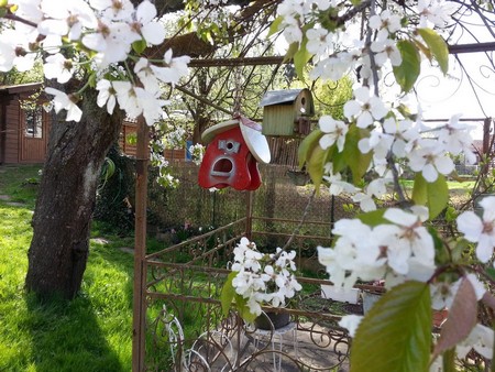 Cerisier en fleurs devant le Gite en Alsace